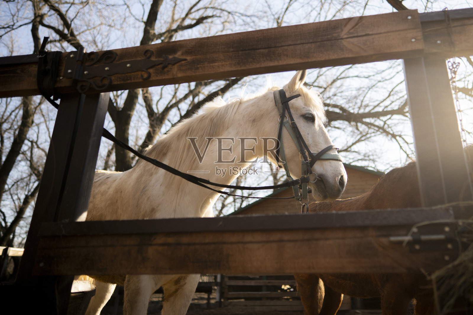 农场里木栅栏后面的一匹马的特写头部照片摄影图片