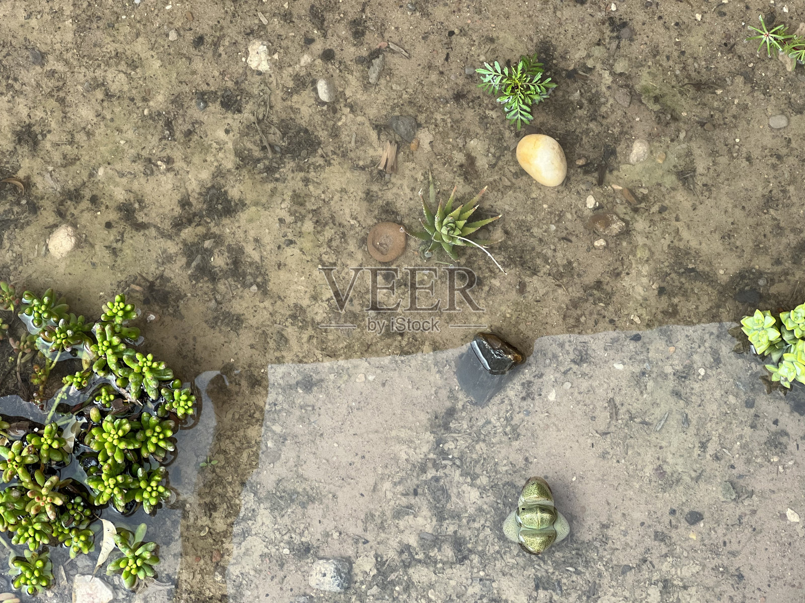 宁静水面倒影与多肉植物照片摄影图片