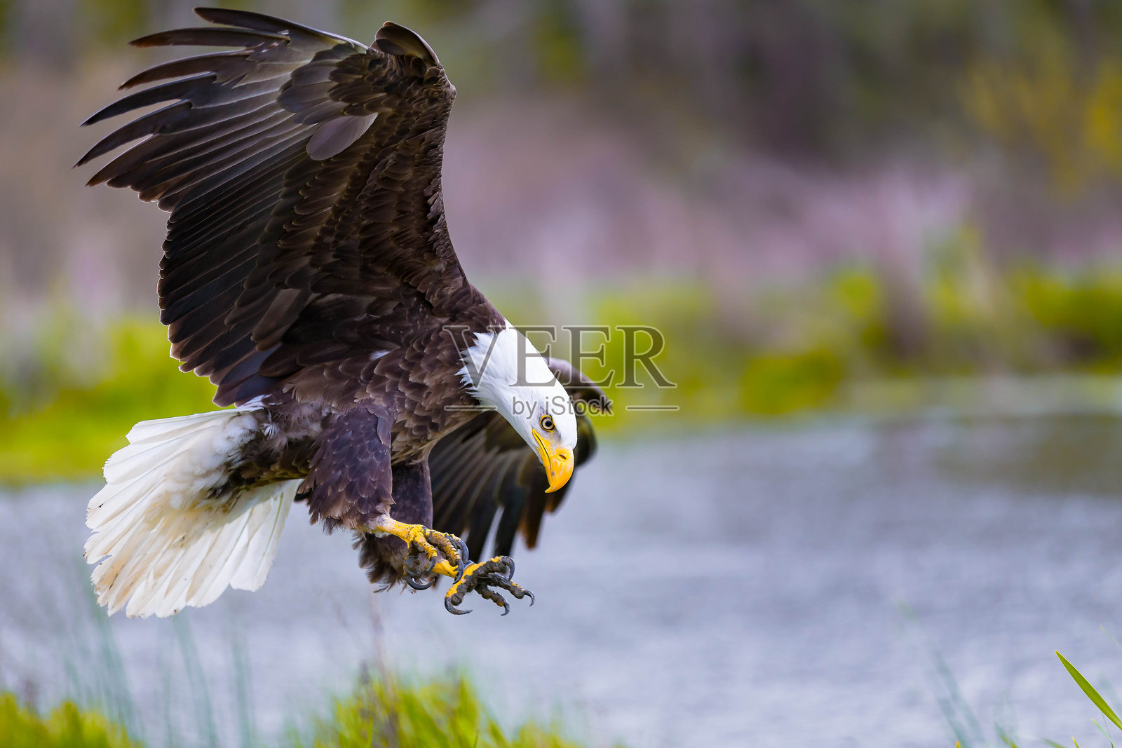 迅鹰照片摄影图片