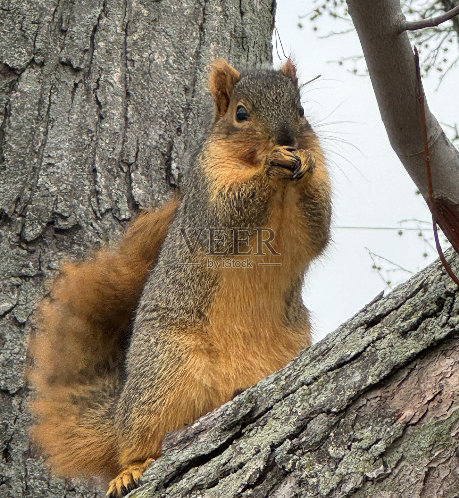 东部狐松鼠(Sciurus Niger)照片摄影图片