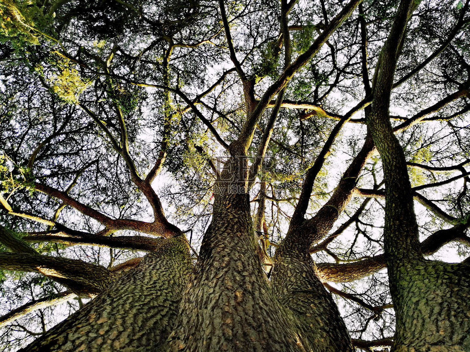 树木照片摄影图片