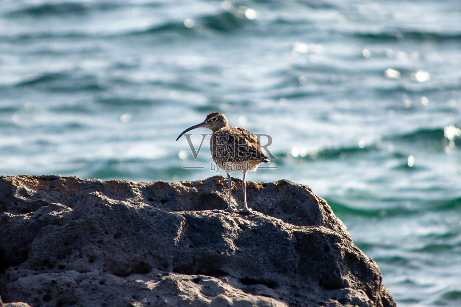 岩石海岸上的鹤鸥照片摄影图片