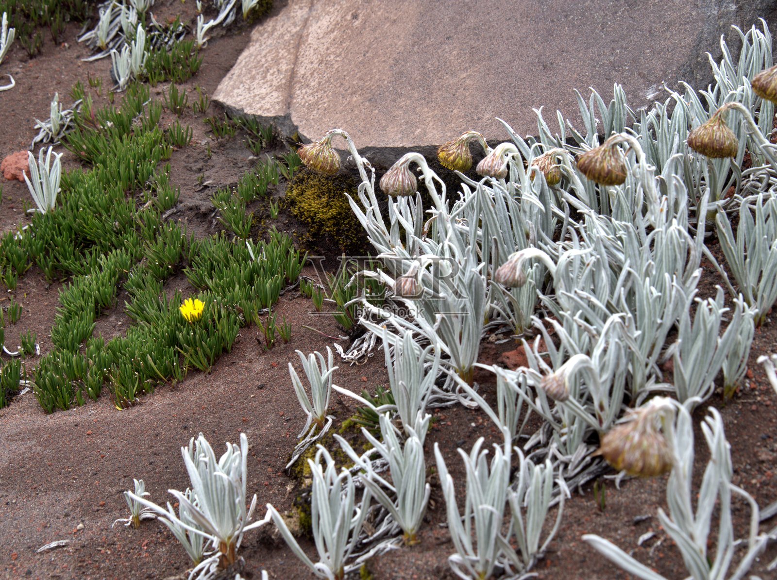 草和花照片摄影图片