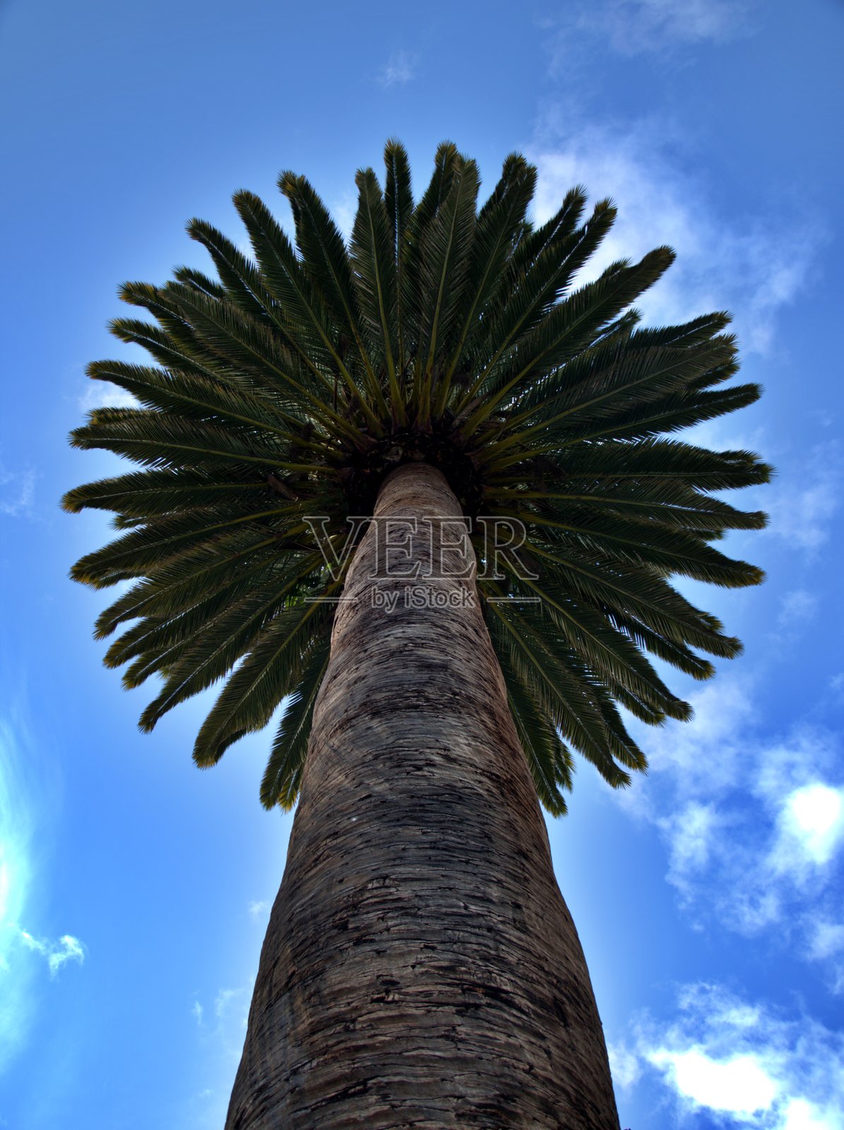 棕榈树照片摄影图片