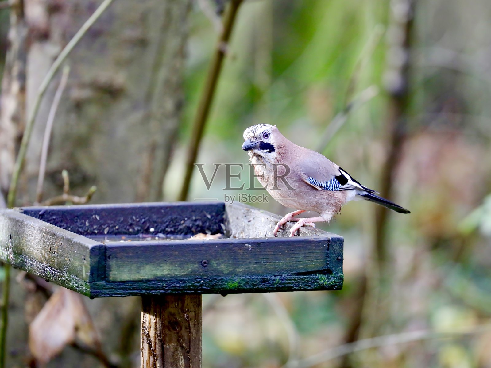 欧亚松鸦 (Garrulus glandarius)照片摄影图片