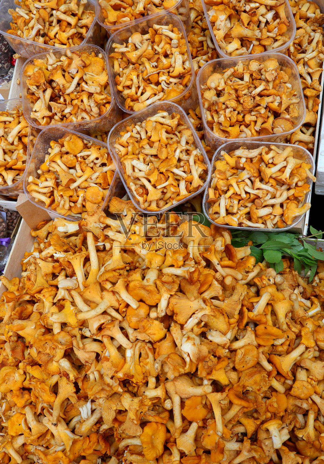 出售的黄色蘑菇,意大利语称为香肠菇或芬菲利照片摄影图片