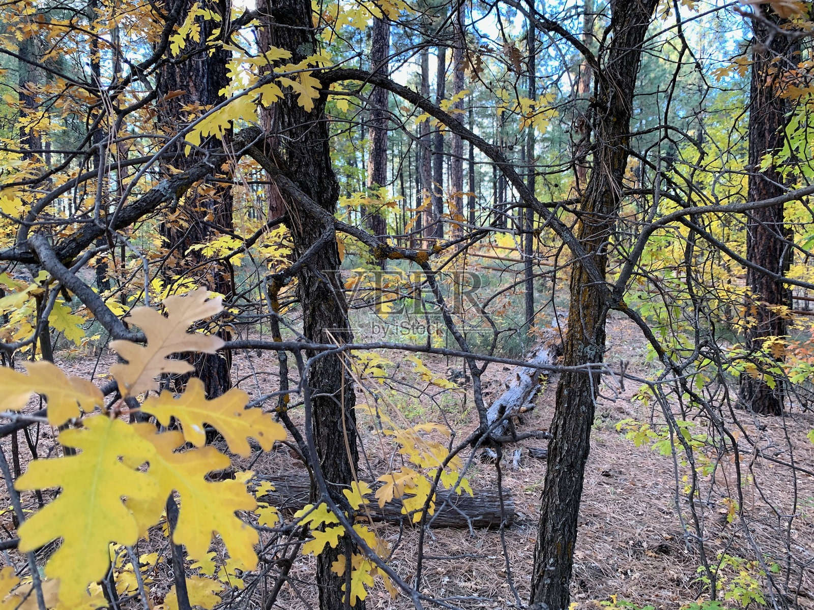 秋天的拥抱照片摄影图片