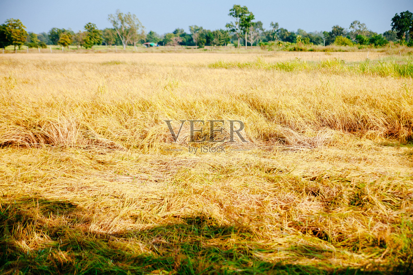 亚洲稻田照片摄影图片