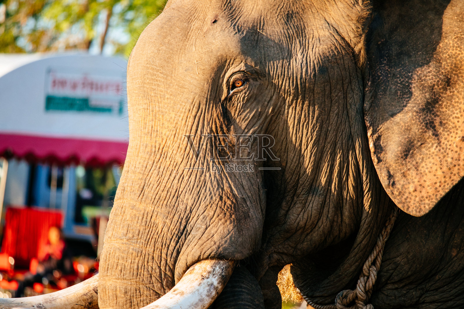 老象照片摄影图片