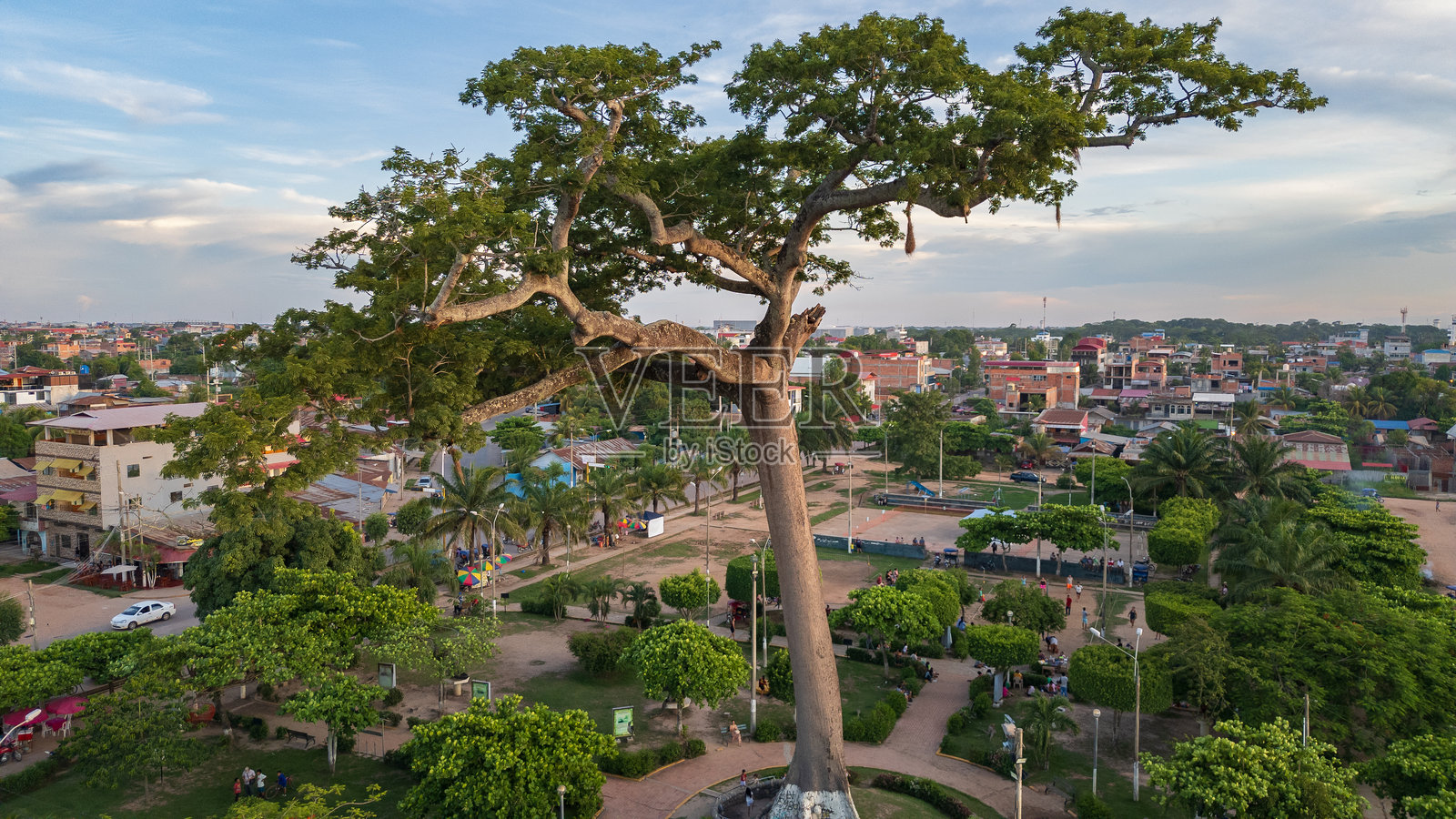 秘鲁亚马逊普卡尔帕市中心的卢普纳树照片摄影图片