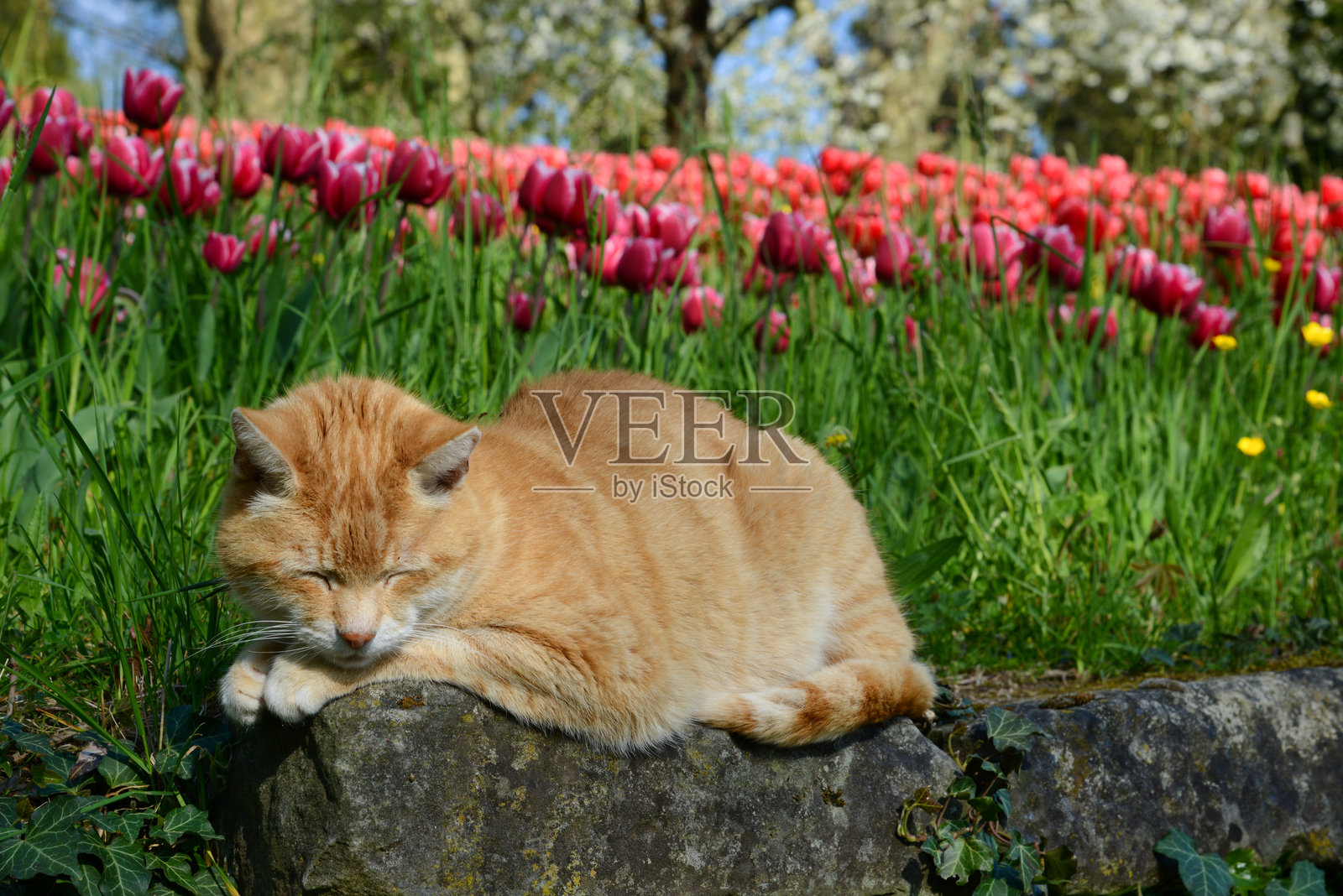 猫咪在郁金香花坛前睡觉照片摄影图片