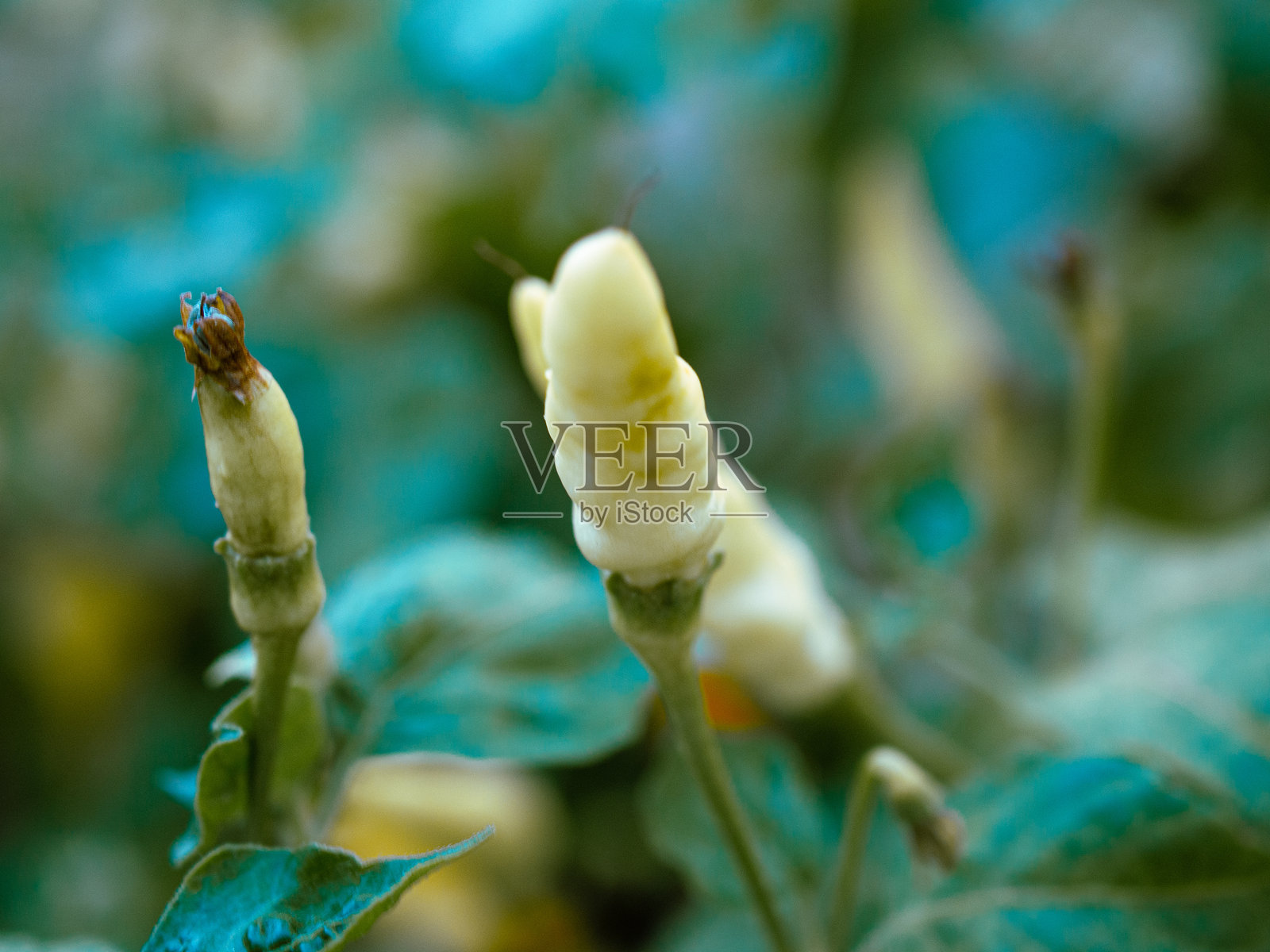 辣椒树照片摄影图片