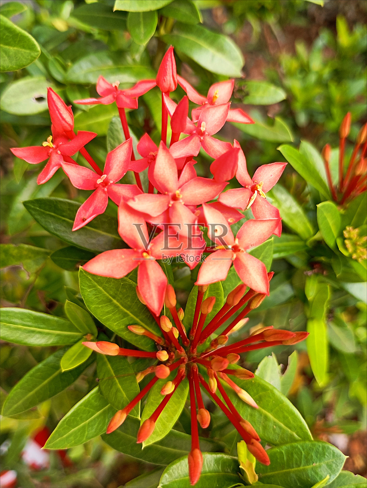 红色花朵照片摄影图片