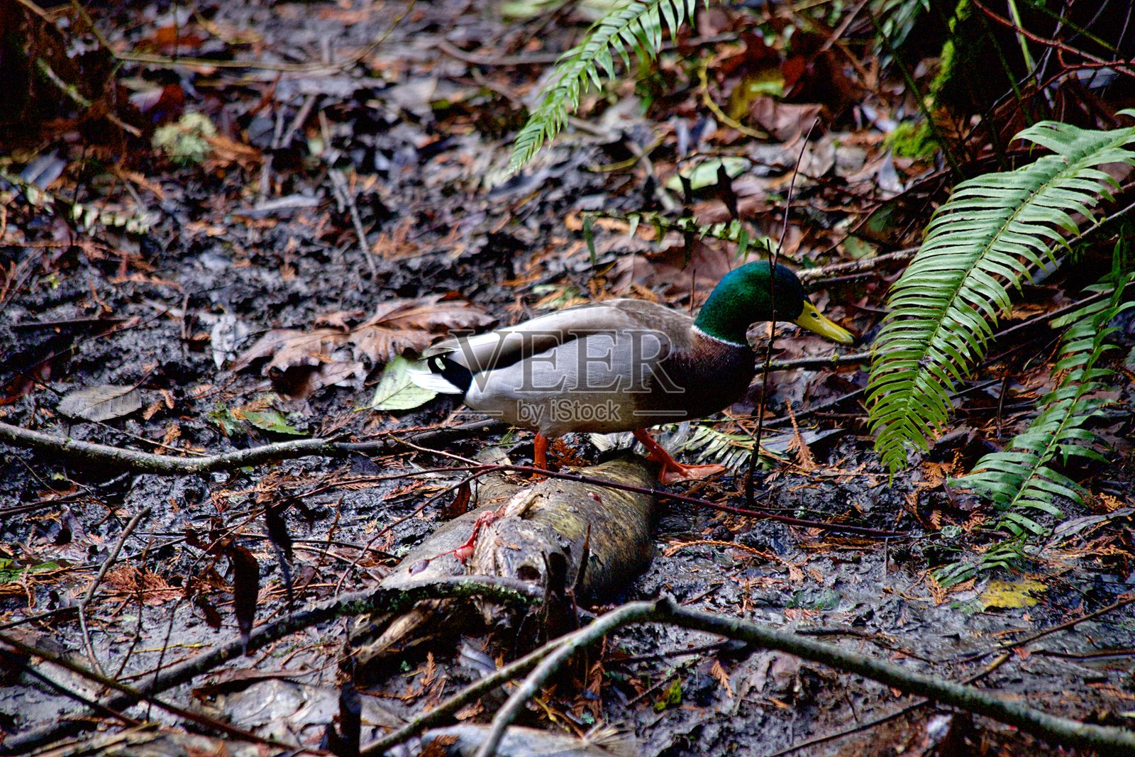 卡尔基克公园的 chum 鲑鱼照片摄影图片