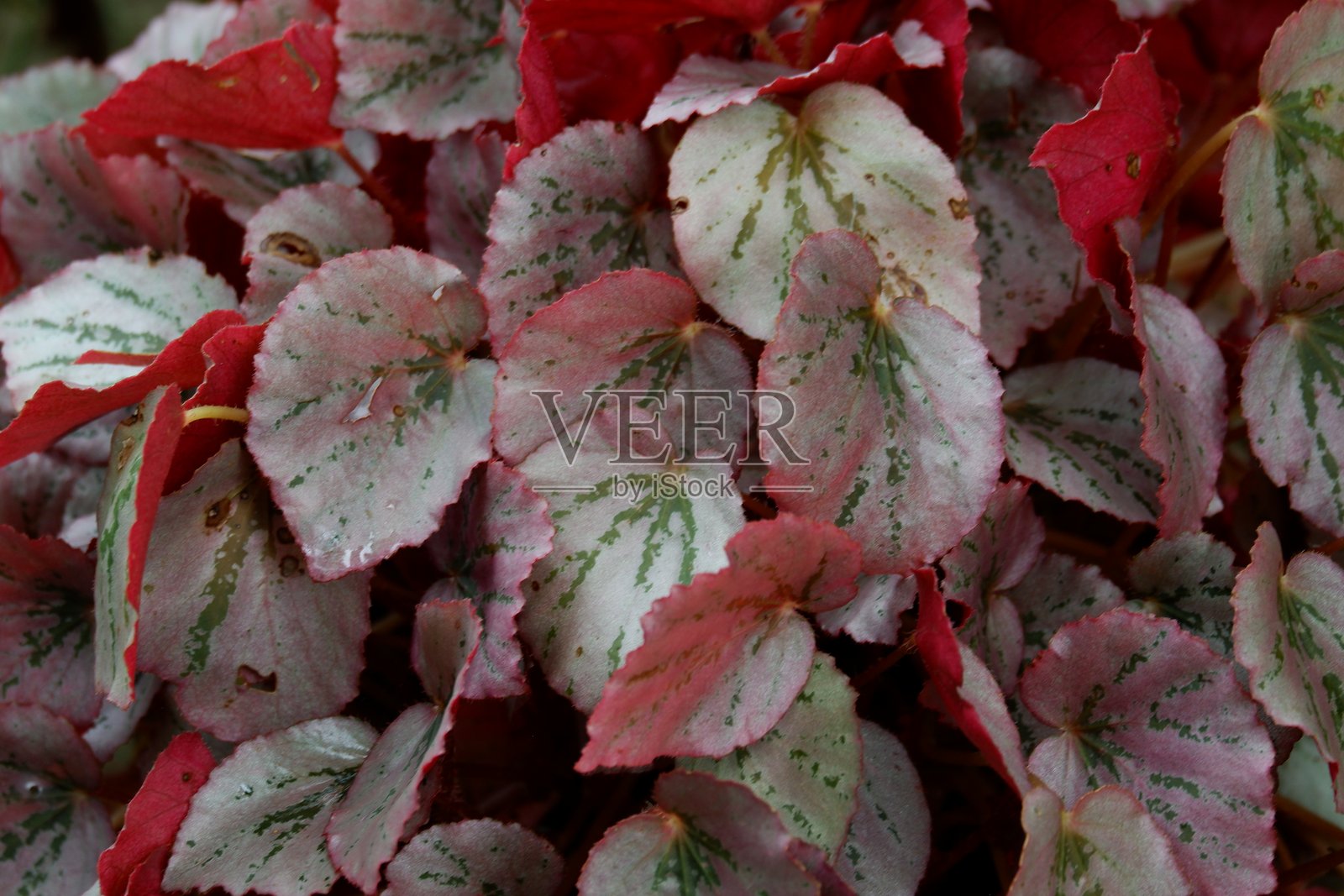 神秘花卉美人蕉,红色,适合用作背景等。照片摄影图片