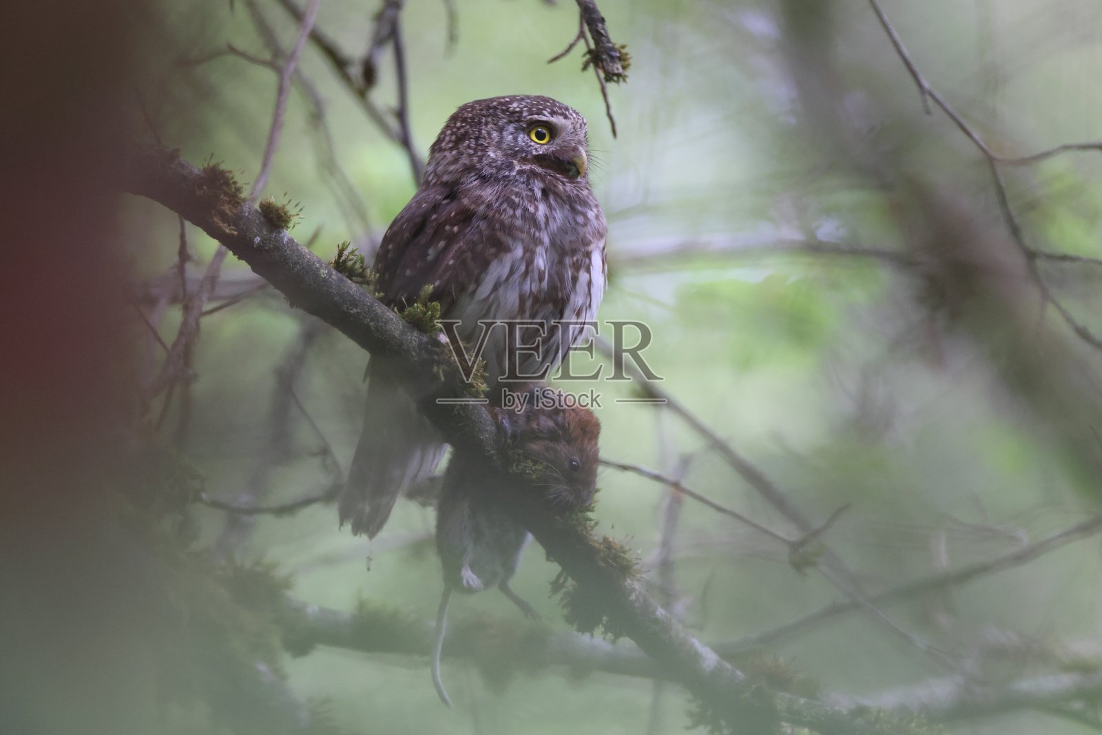欧亚侏儒猫头鹰雌性(Glaucidium passerinum)斯瓦比亚喀尔斯特,德国照片摄影图片