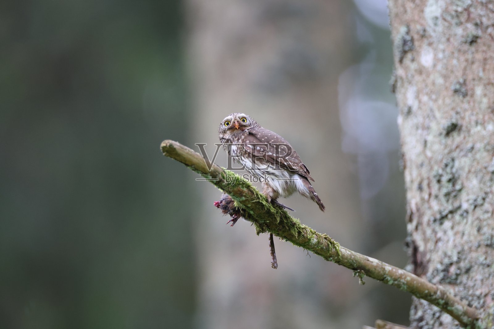 欧亚侏儒猫头鹰雌性(Glaucidium passerinum)斯瓦比亚喀尔斯特,德国照片摄影图片