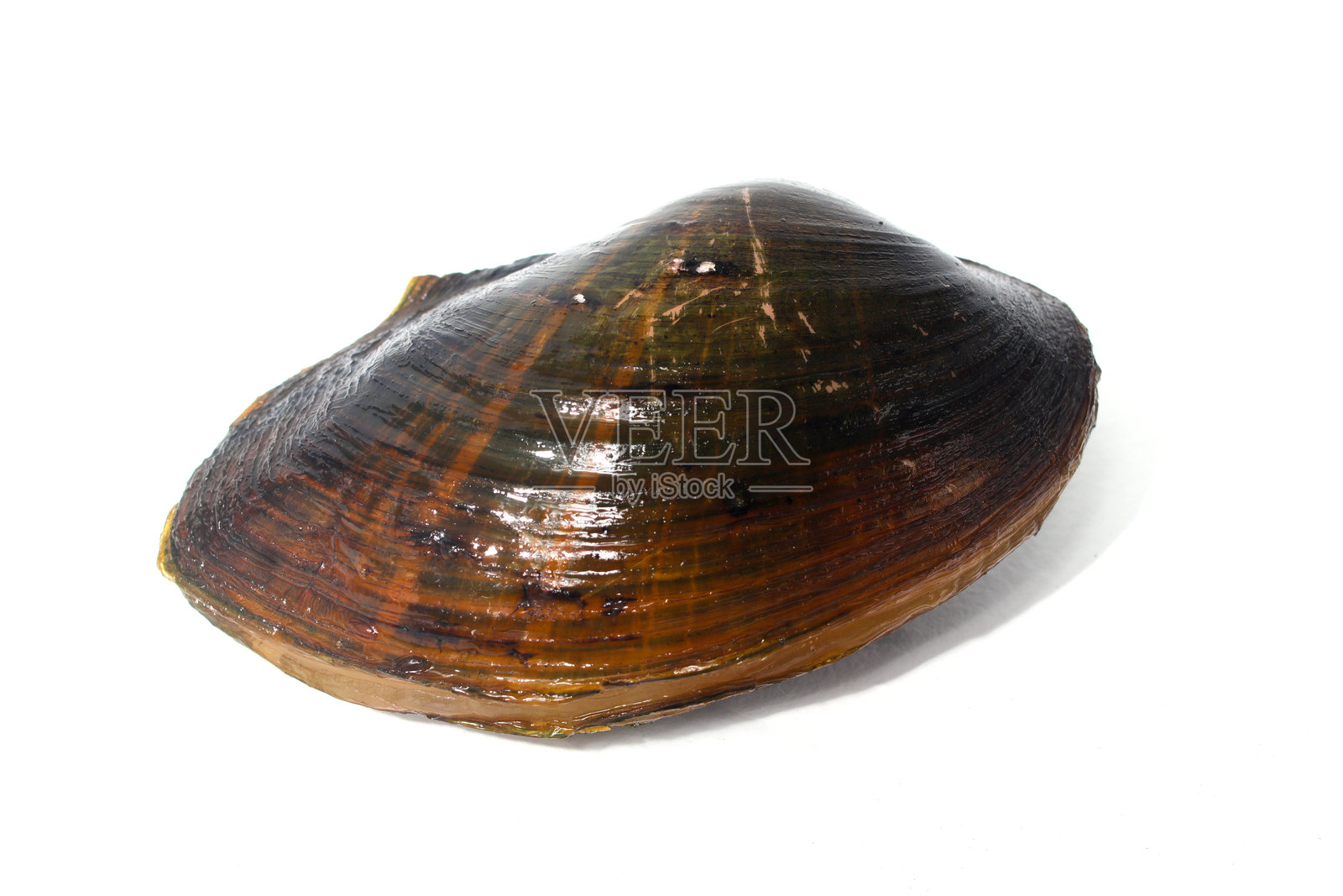 孤立在白色背景上的Pilsbryoconcha exilis贻贝照片摄影图片