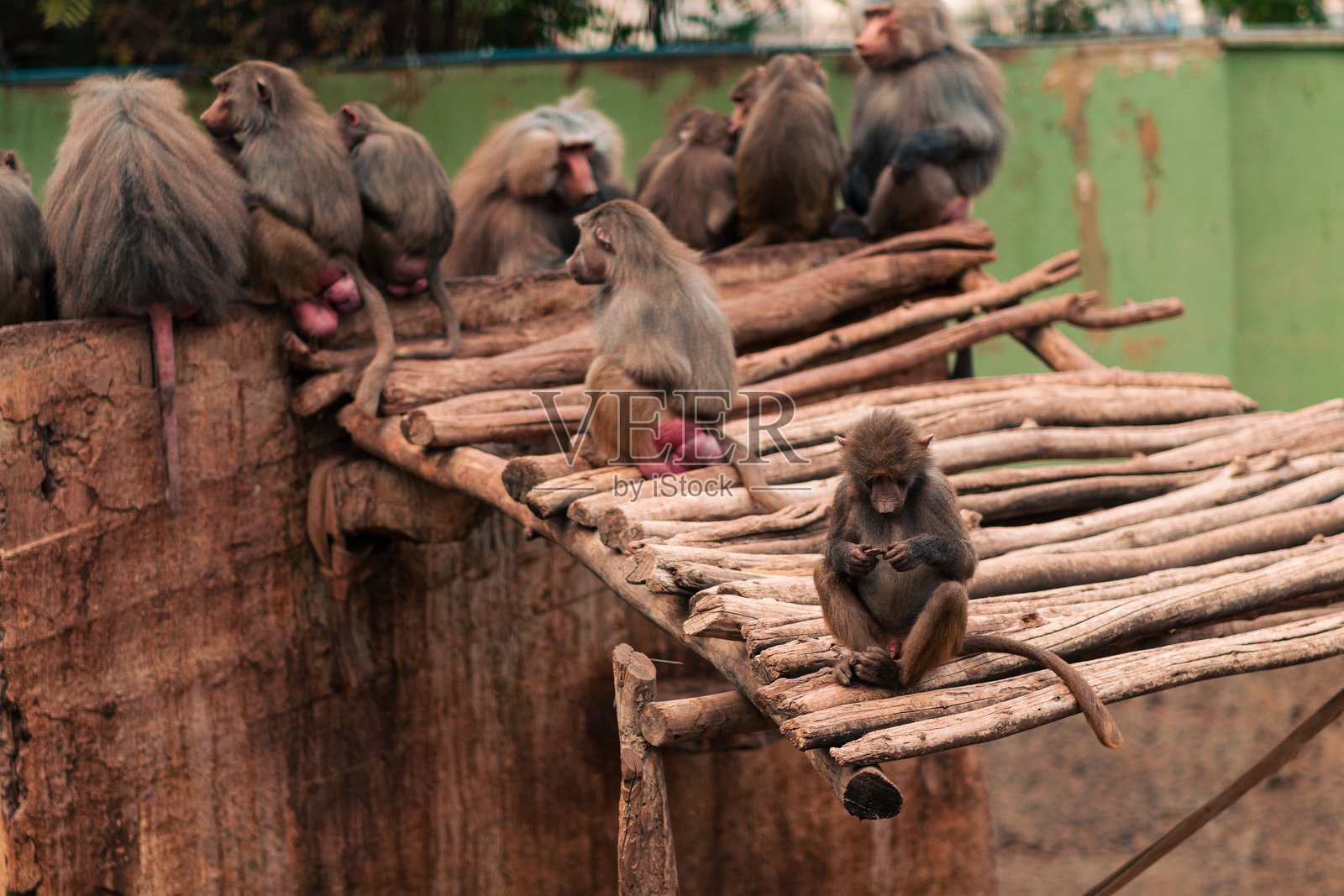一群狒狒家庭在一起,拥抱、休息、分享和照顾彼此照片摄影图片