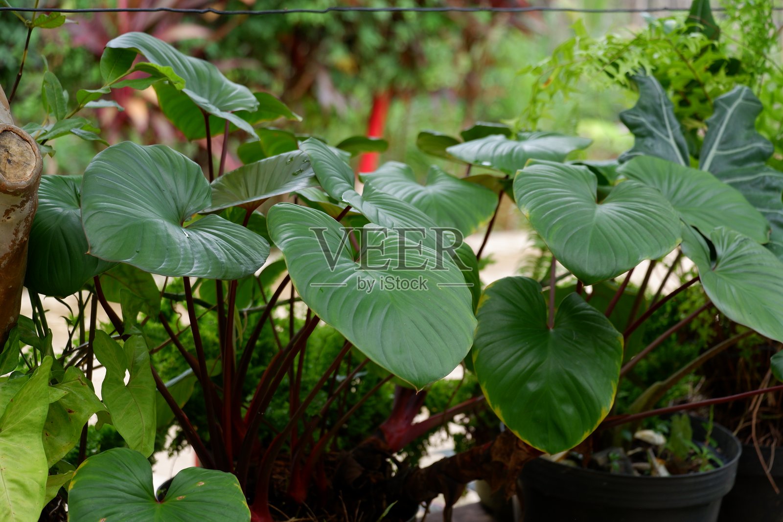 热带植物霍马洛梅娜·奥库尔塔是一种适合自然背景的观赏植物。照片摄影图片