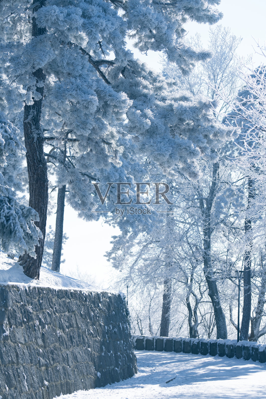 被雪覆盖的树木。冬季森林。照片摄影图片