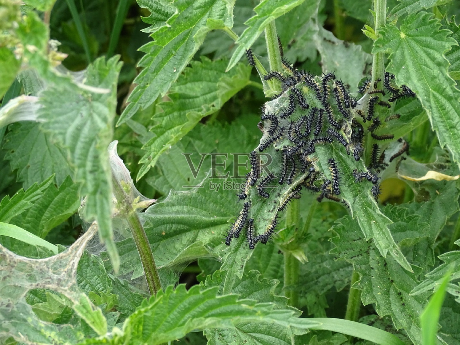 孔雀蝶幼虫照片摄影图片