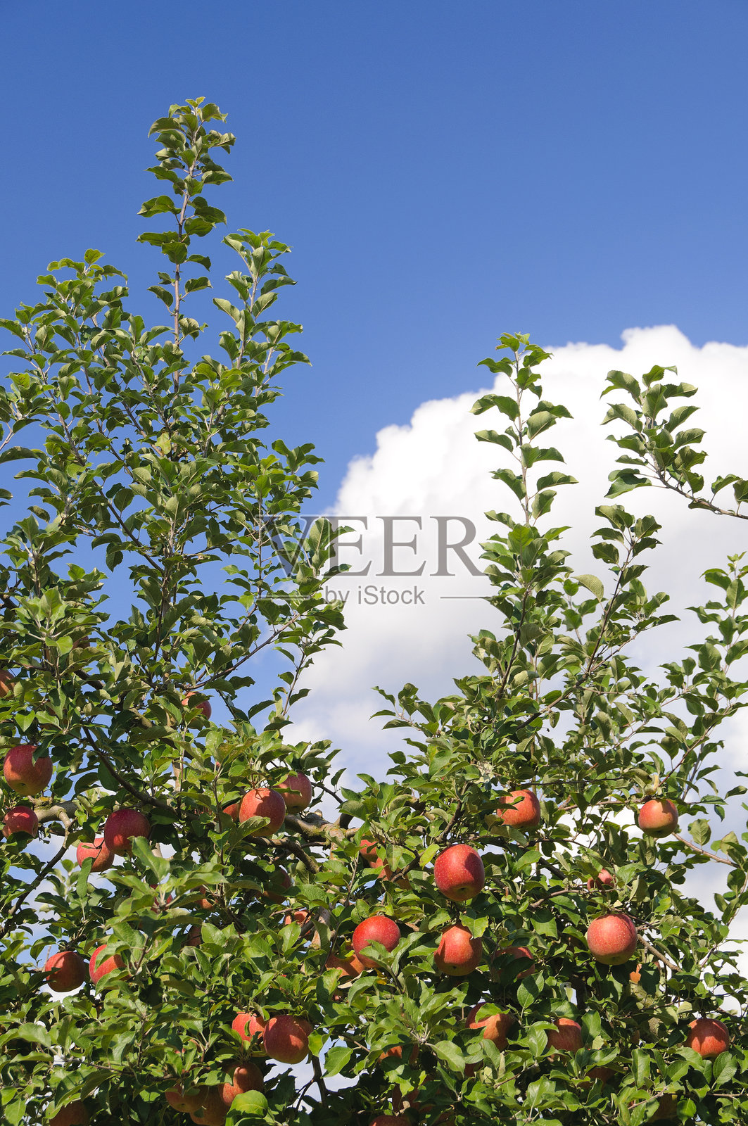 临近收获的青森苹果照片摄影图片