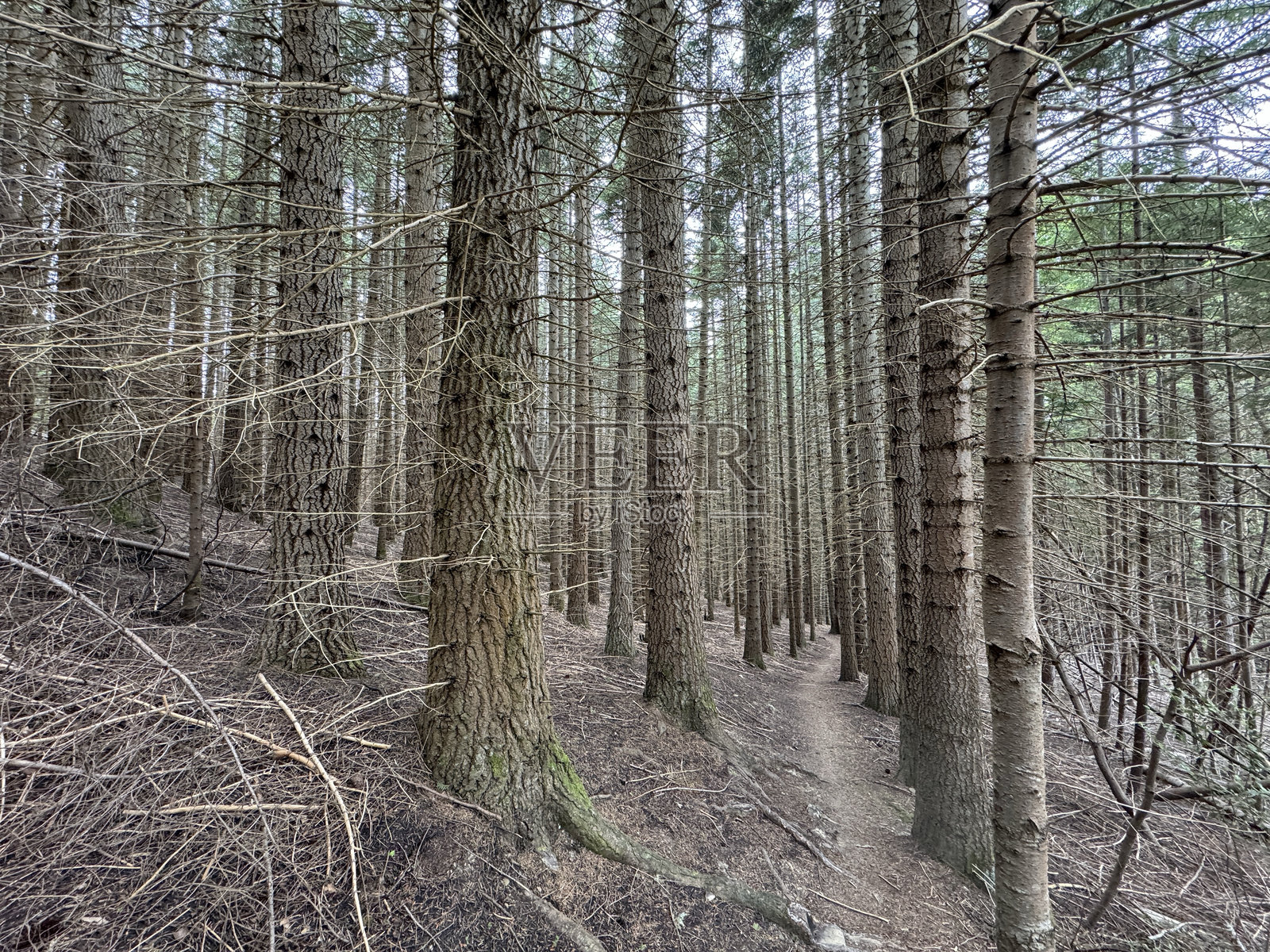 汉默森林公园,汉默温泉照片摄影图片