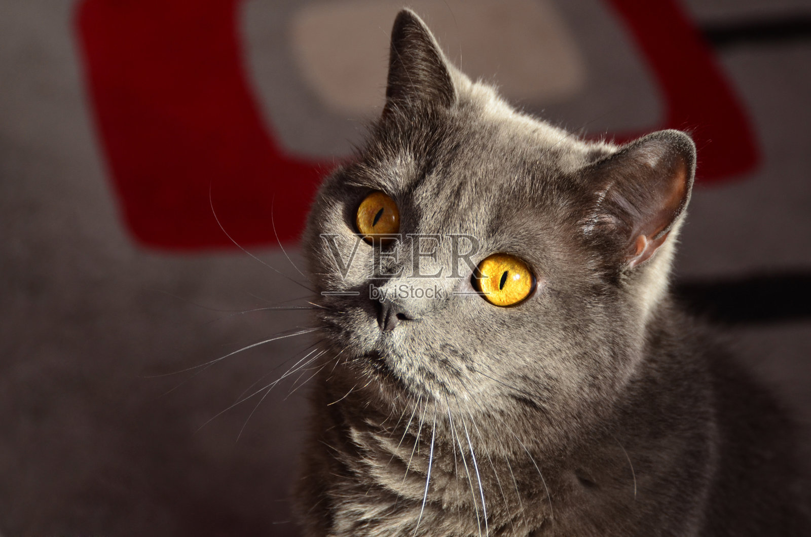 一只橘色眼睛睁得很大的英国短毛猫。照片摄影图片