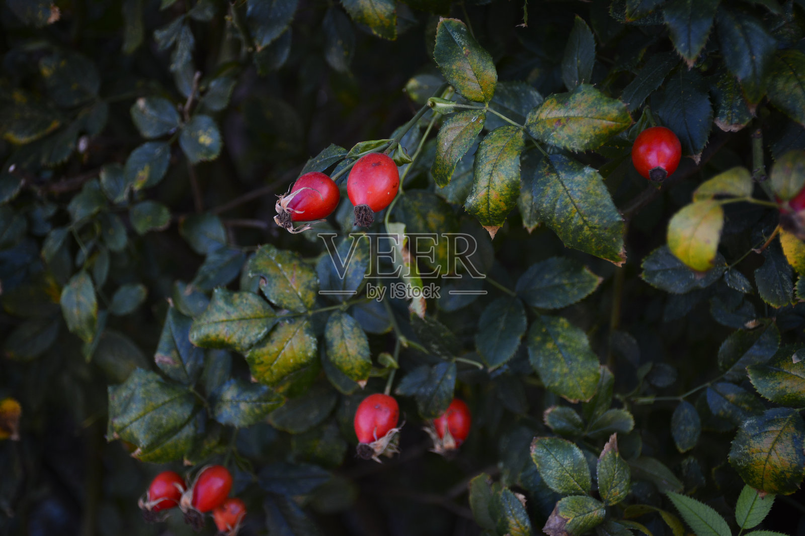 玫瑰果在树枝上的特写镜头照片摄影图片