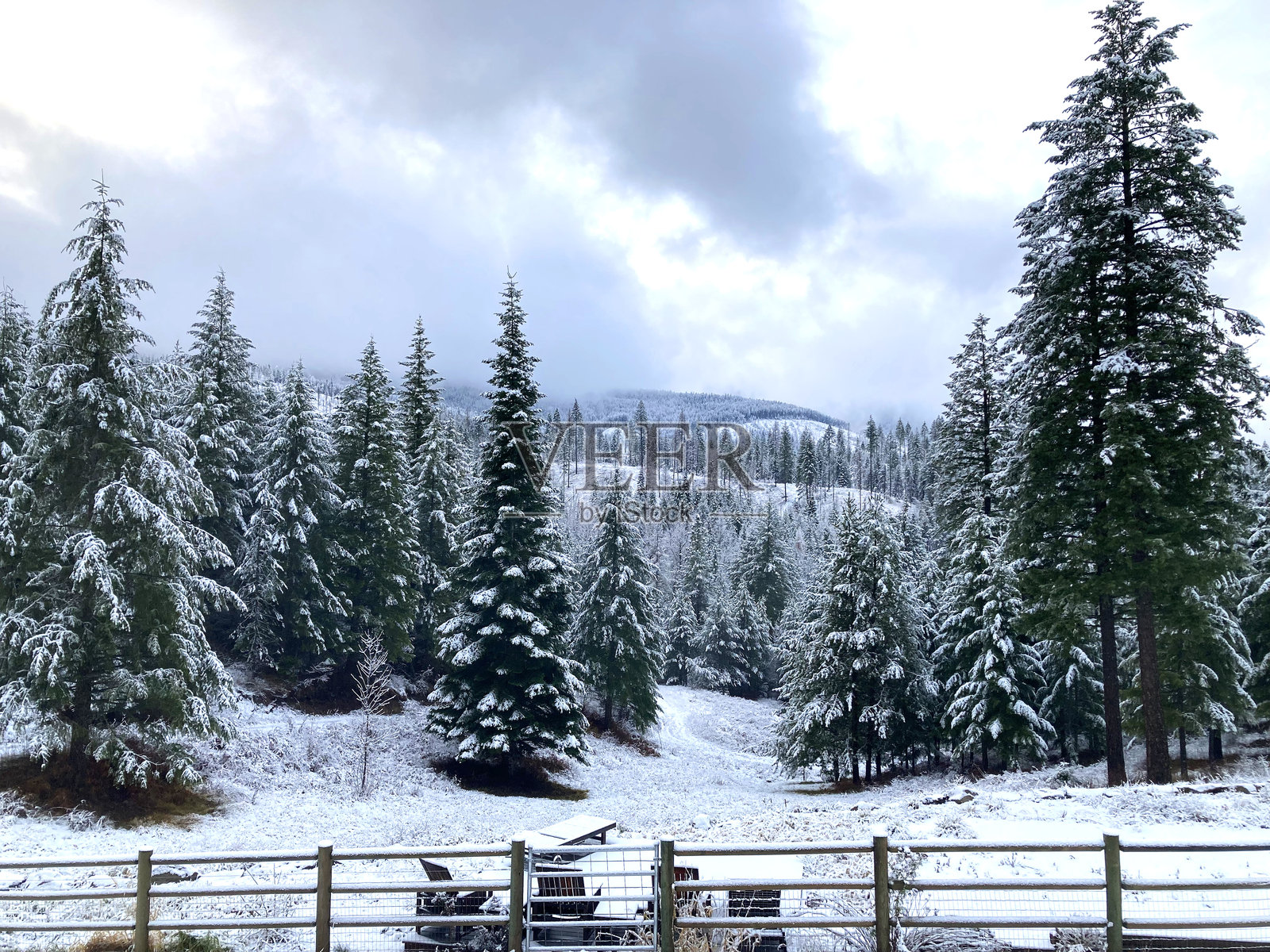 华盛顿纽波特附近的树木上的雪照片摄影图片