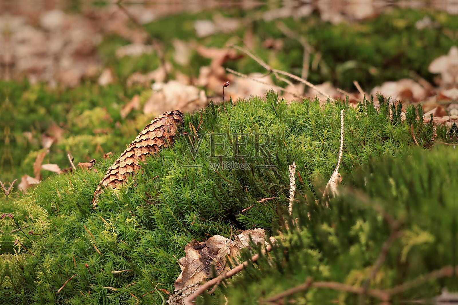 松果在苔藓上。照片摄影图片