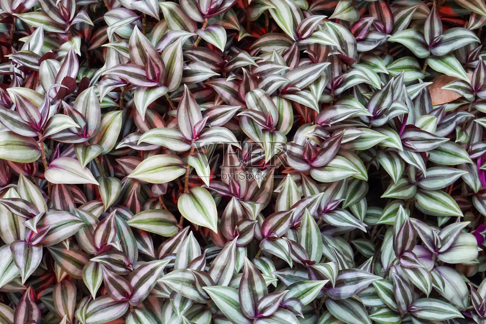 叶子背景照片摄影图片