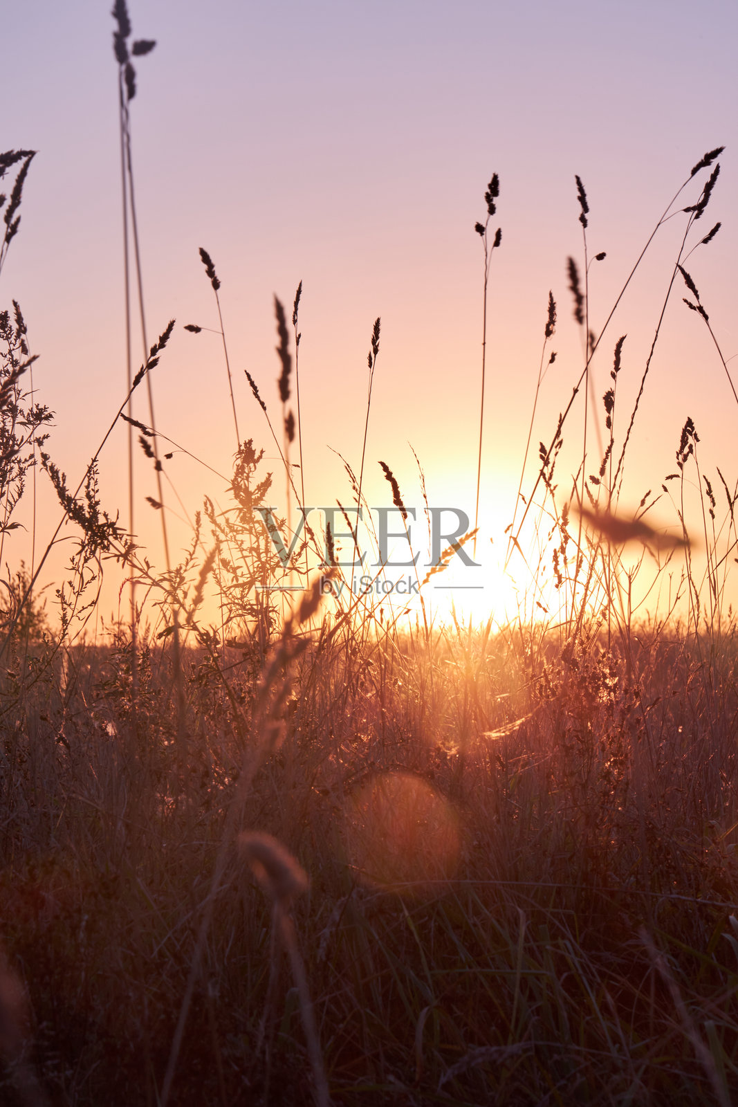秋天田野中阳光透过草丛映照出的紫色日落景色照片摄影图片
