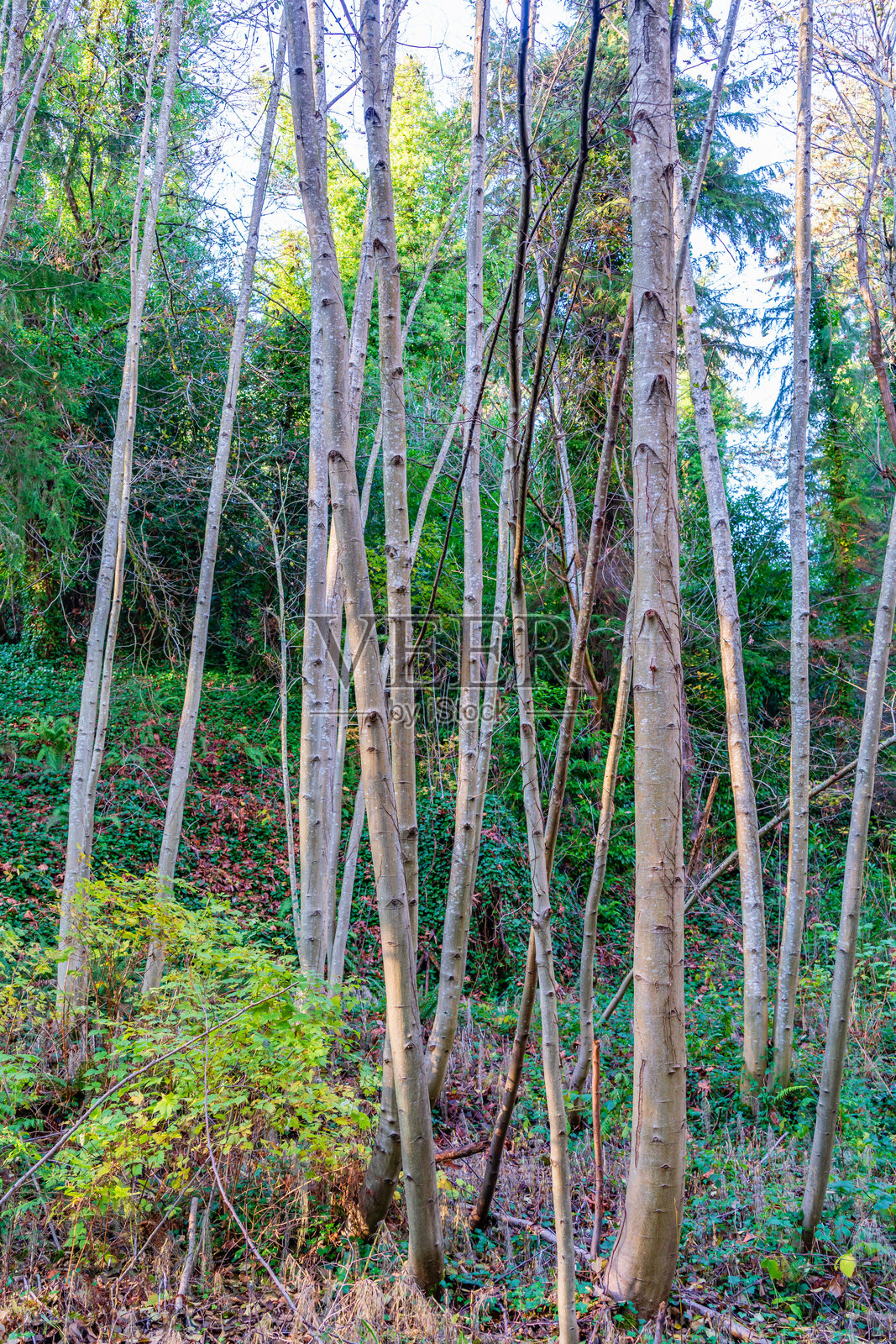 僧侣与光秃的树木照片摄影图片