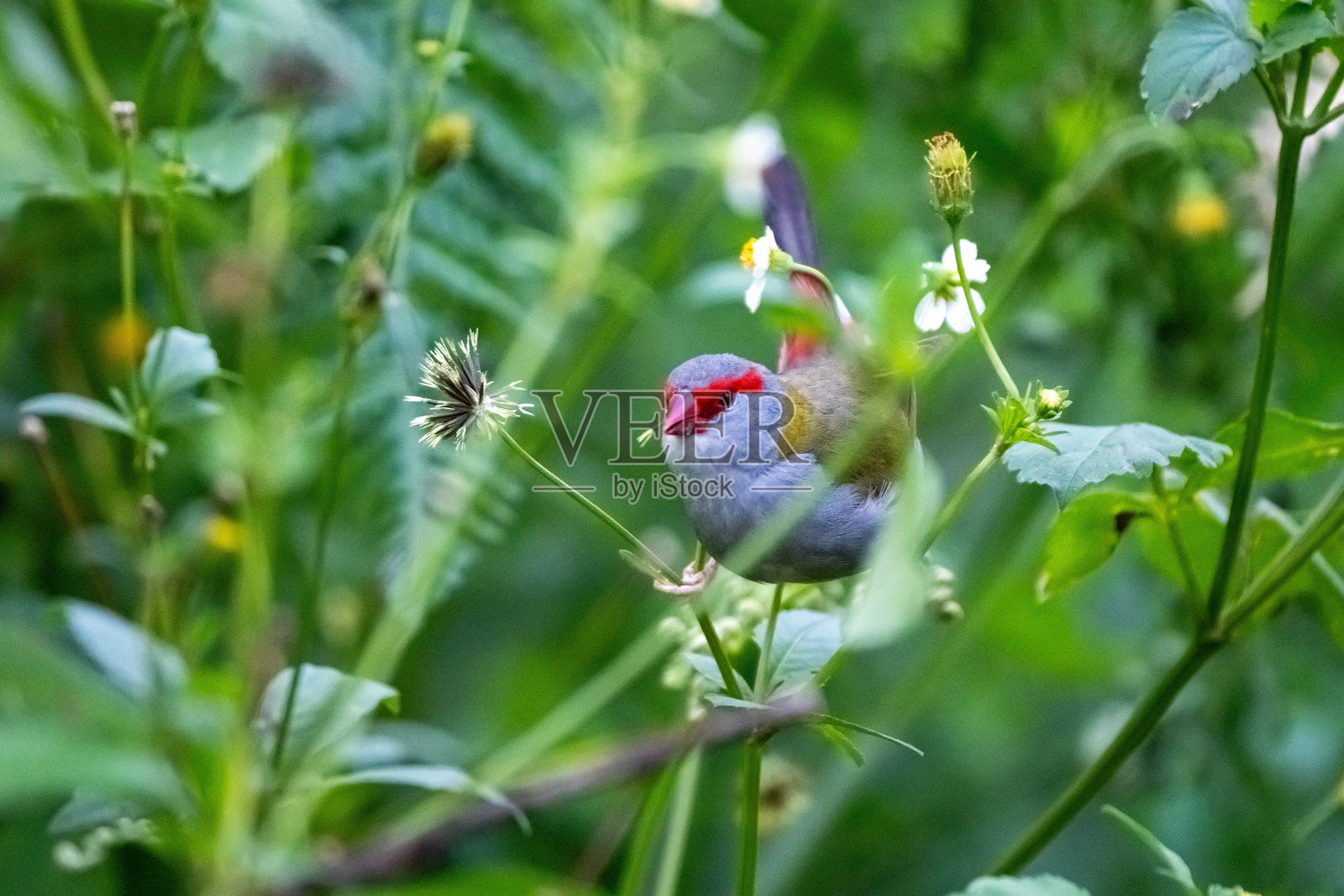红额雀(Neochmia temporalis)在郁郁葱葱的森林中啄食黄色花朵。照片摄影图片