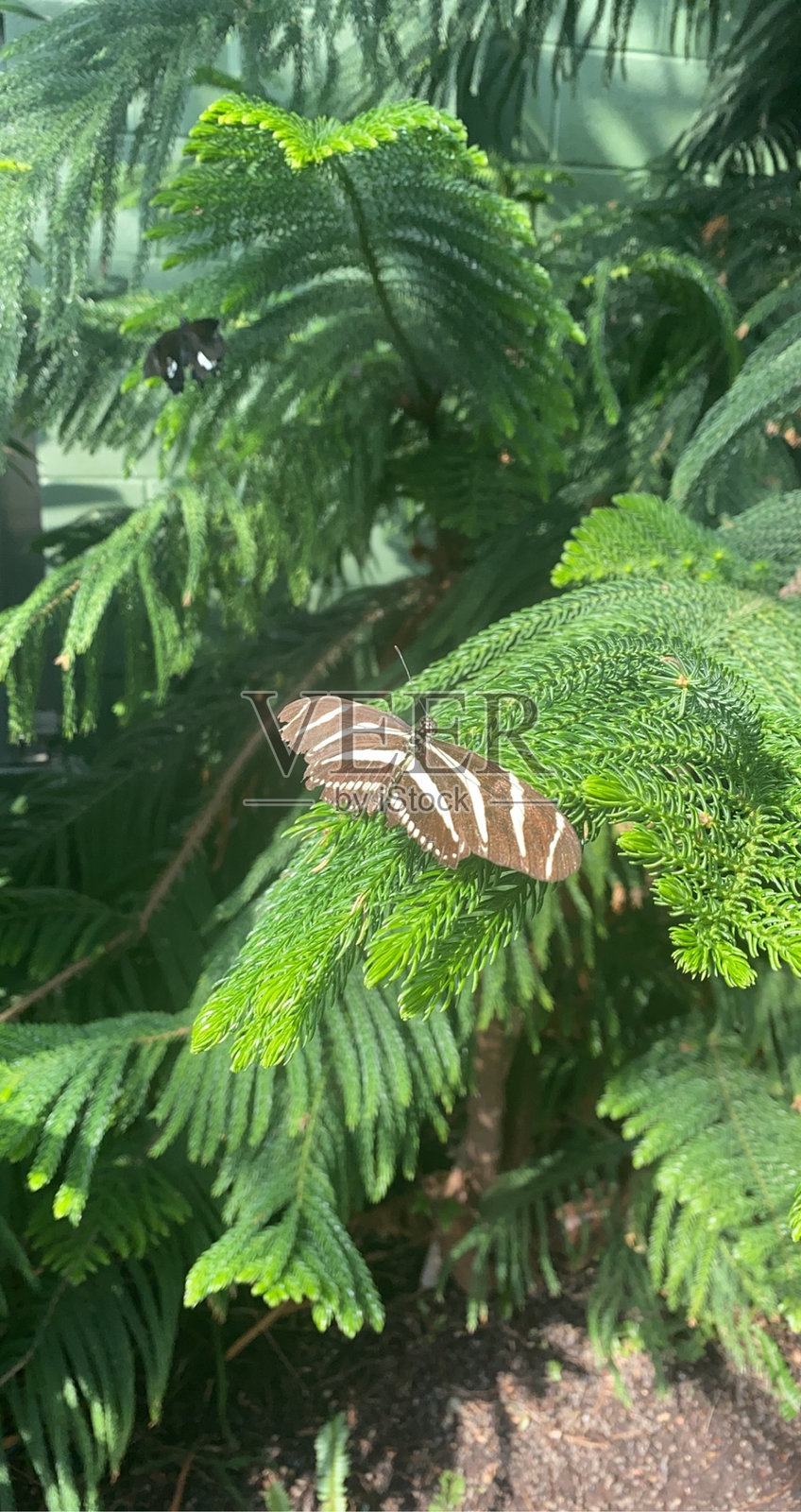 蝴蝶照片摄影图片
