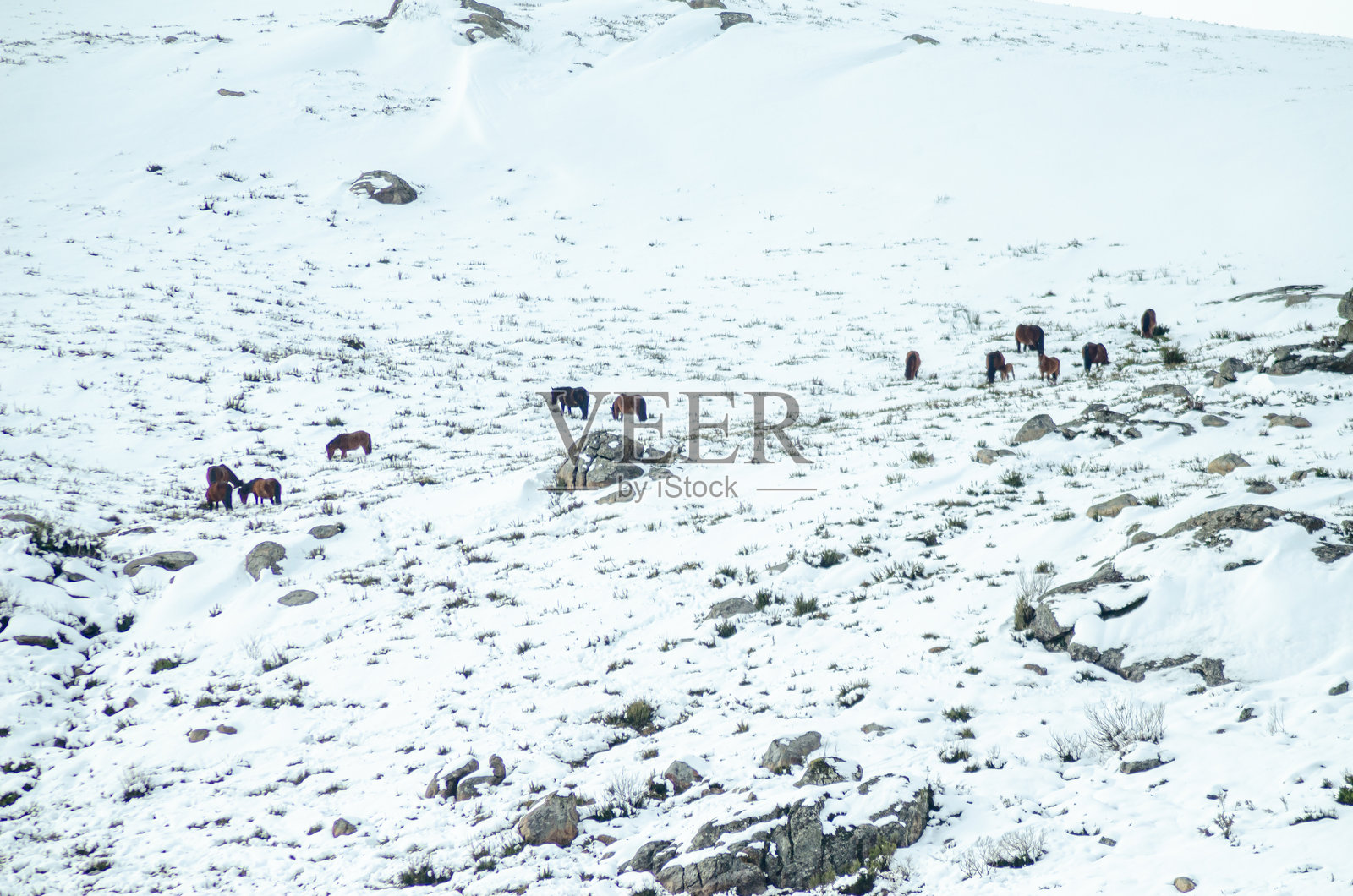 在葡萄牙佩内达-热雷斯国家公园的雪山中,称为加拉诺斯的野马。照片摄影图片
