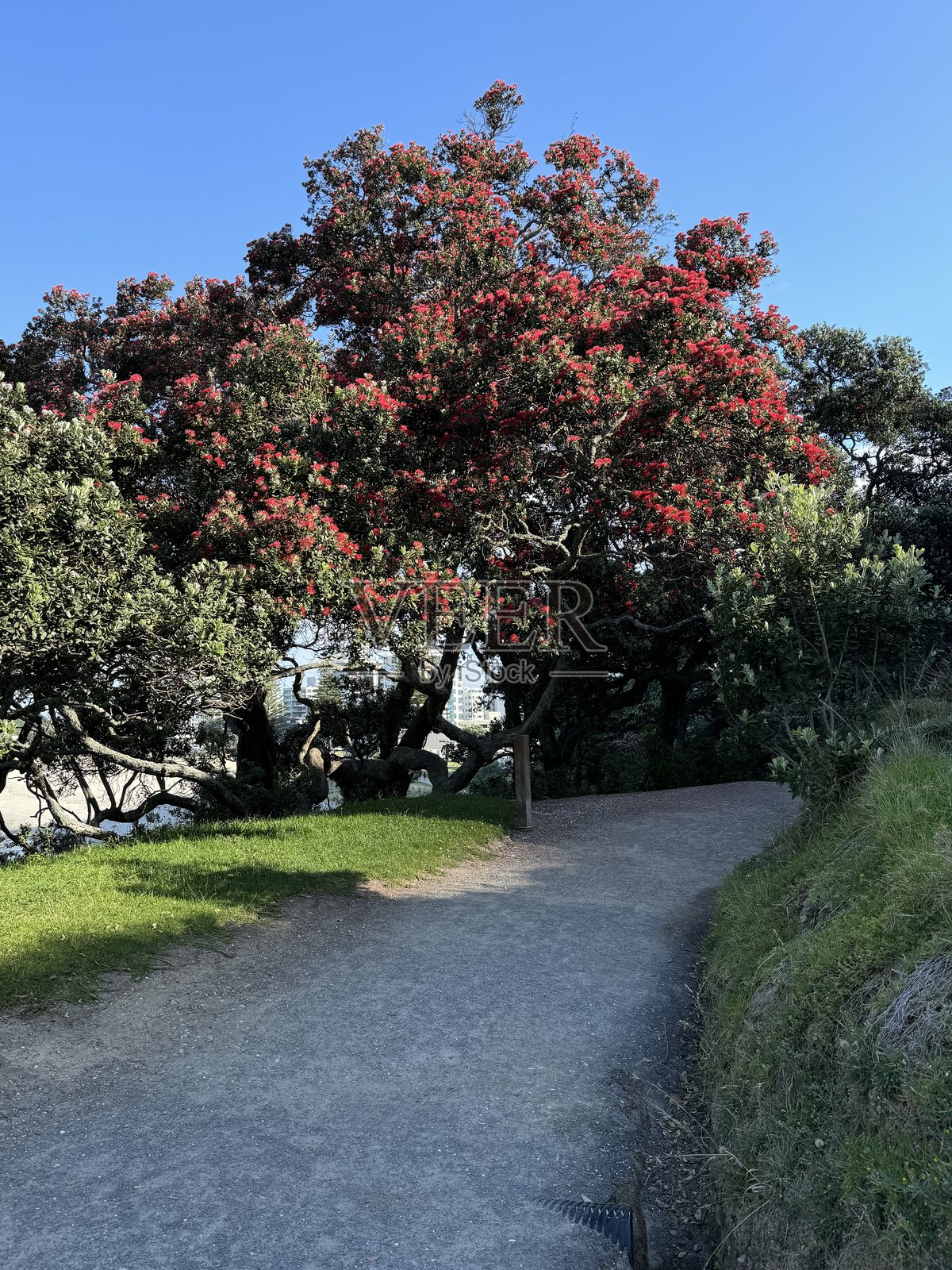 新西兰丰盛湾的毛阿欧(Mauao)山脚步道,盛开的波胡图卡瓦树。照片摄影图片