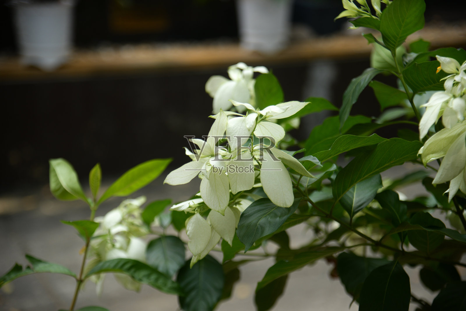 白花毛茛的库存照片照片摄影图片