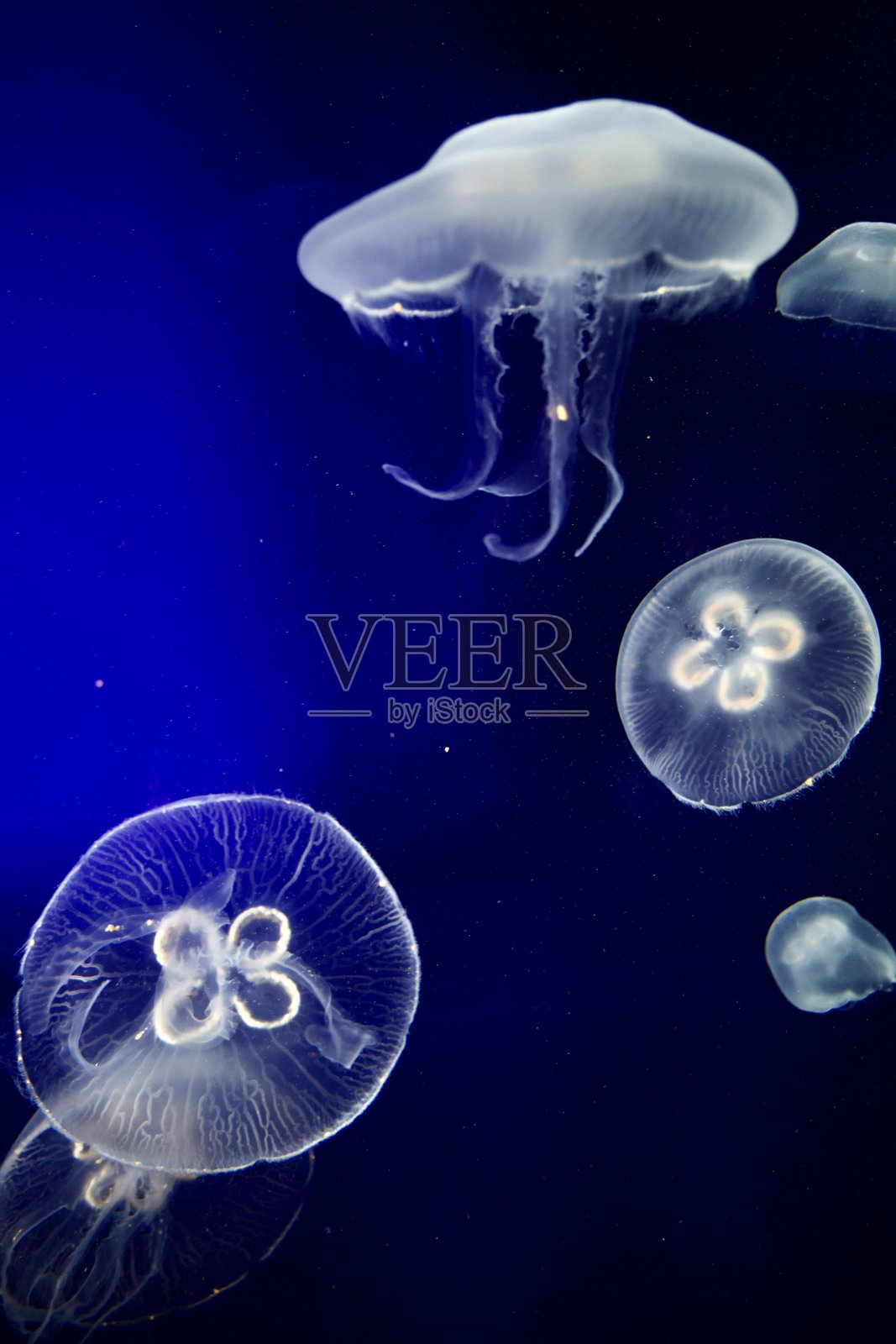 水母照片摄影图片