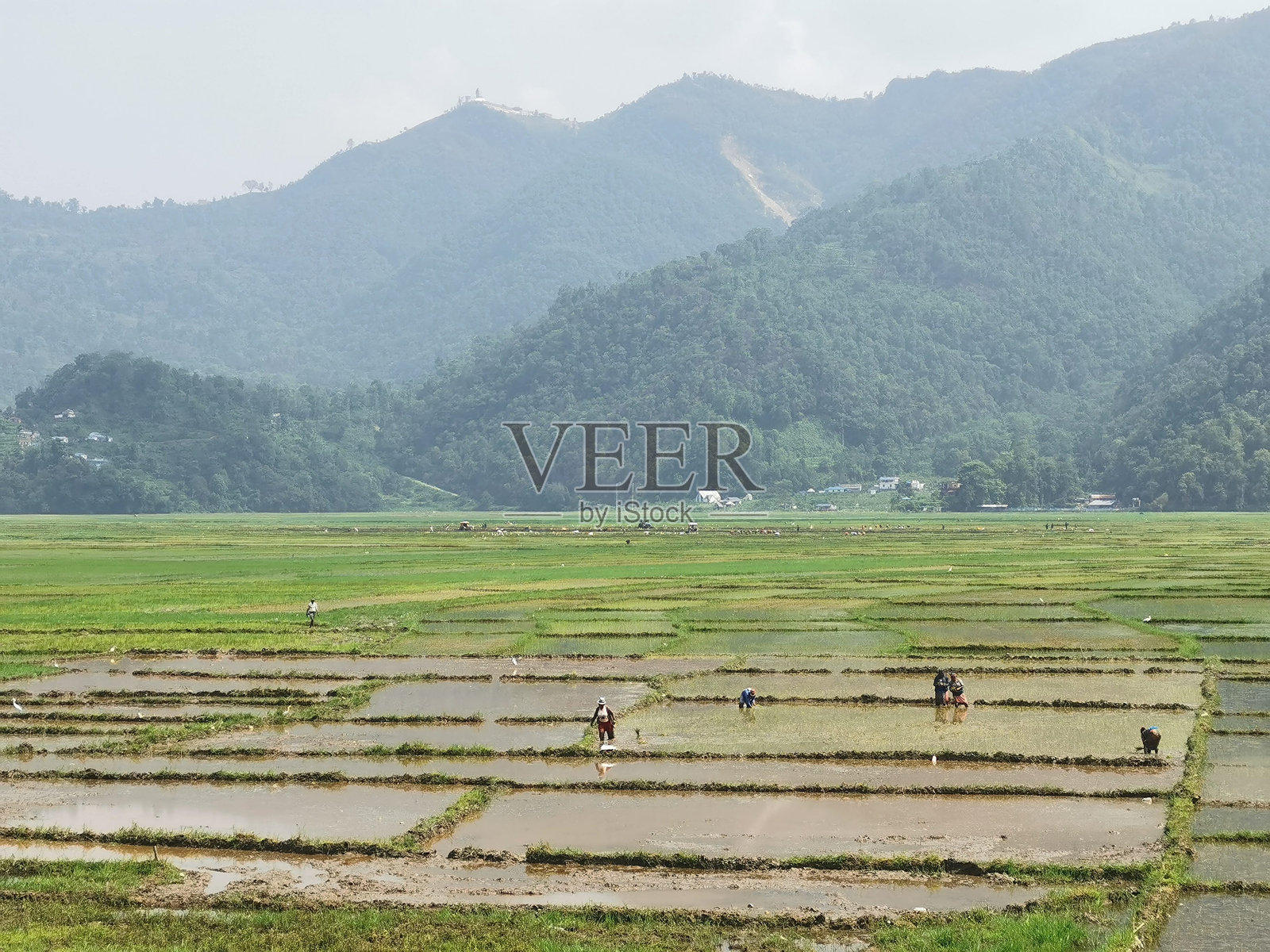 山脚下的稻田照片摄影图片