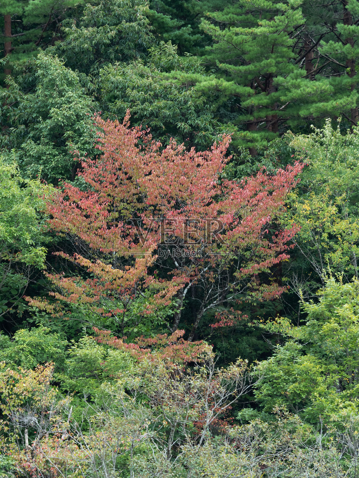 秋天的色彩照片摄影图片