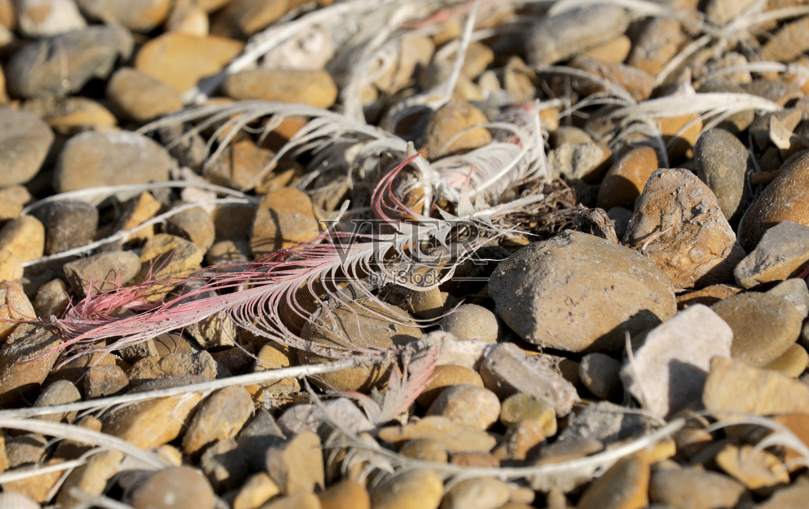 粉红色火烈鸟的羽毛照片摄影图片