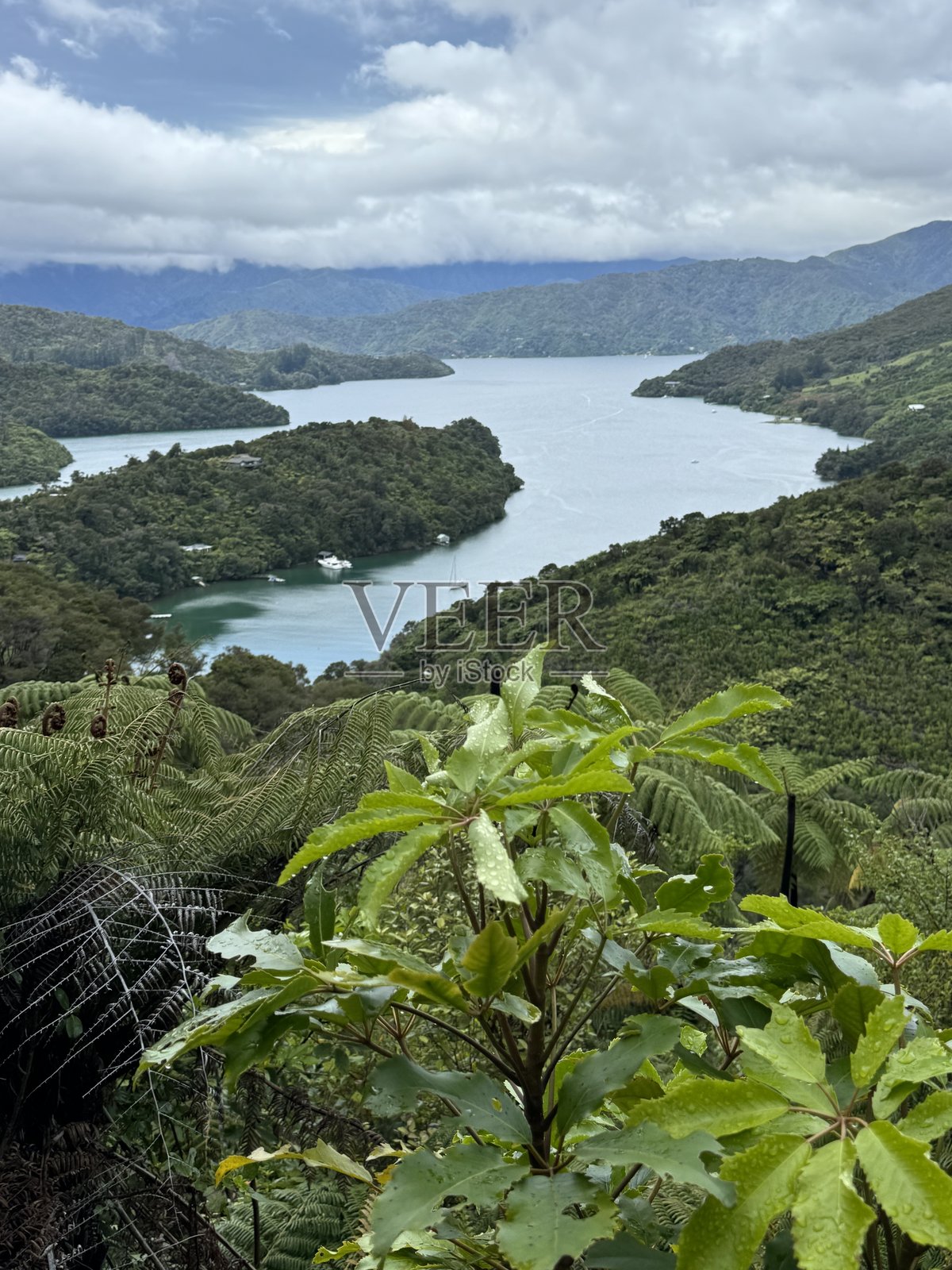 从女王夏洛特步道俯瞰马尔堡海峡的奥纳豪湾景观照片摄影图片