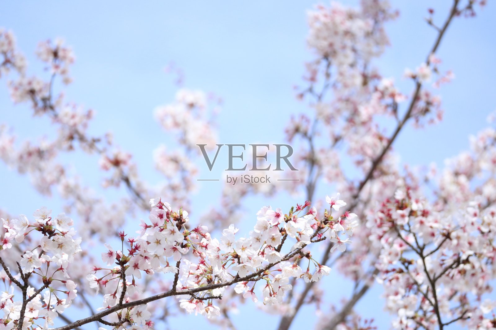 樱花盛开 春天照片摄影图片