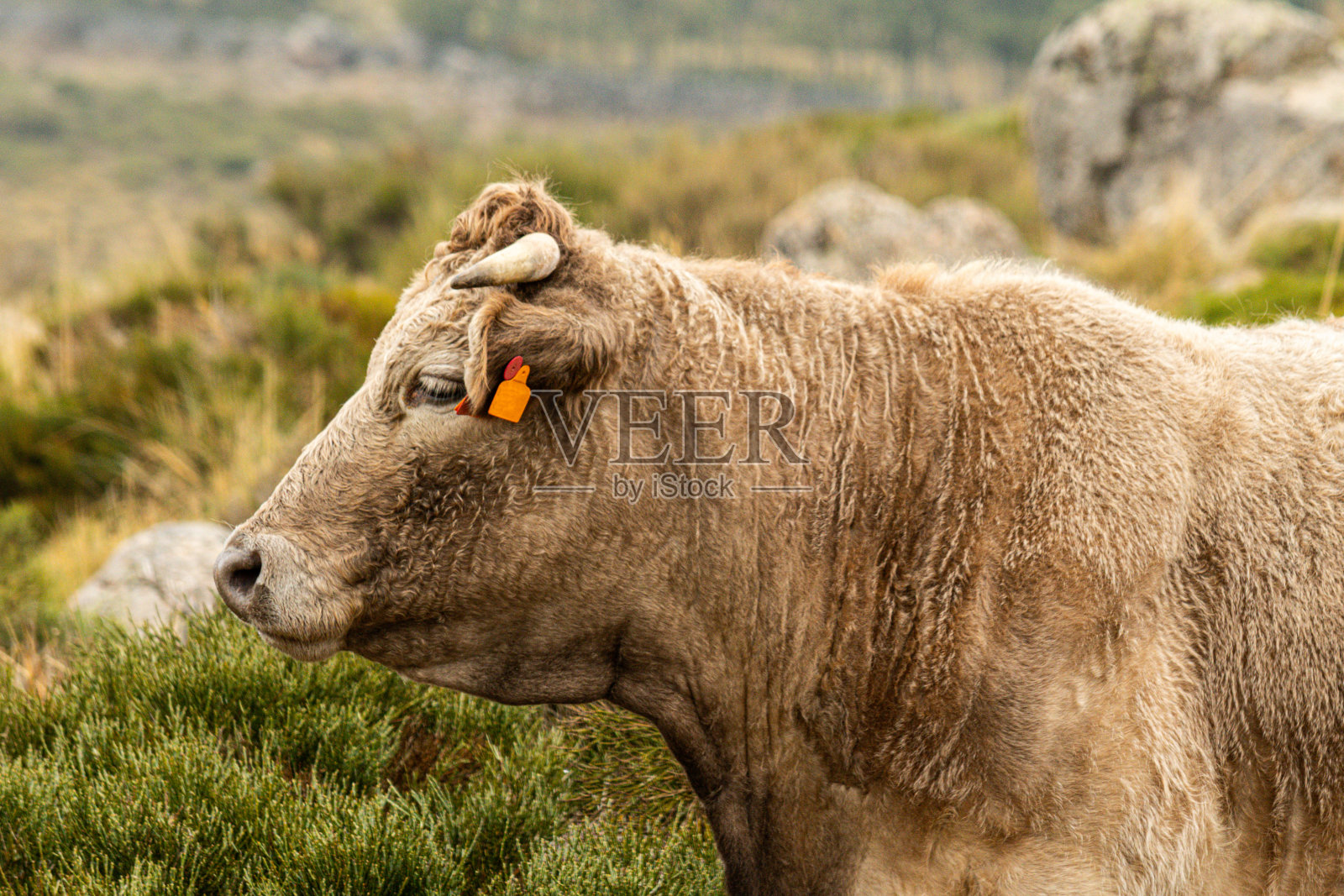 棕色的牛照片摄影图片