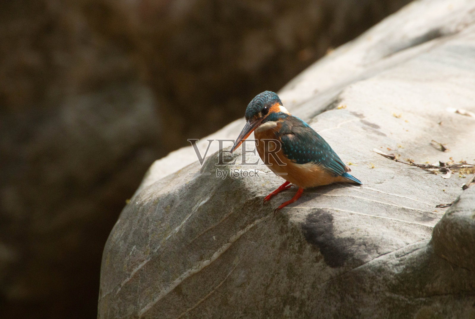 小翠鸟照片摄影图片