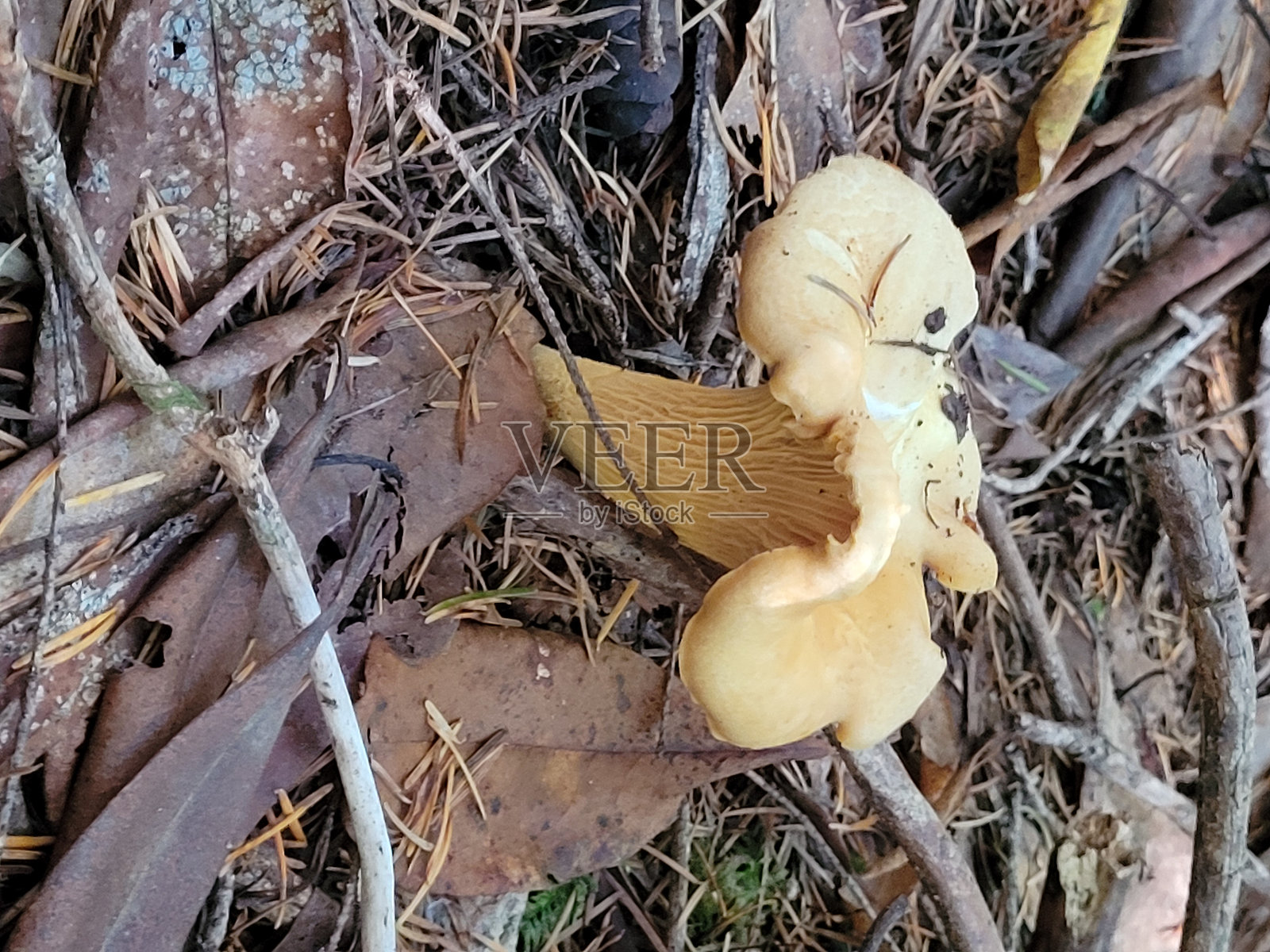 叶状鸡油菌照片摄影图片