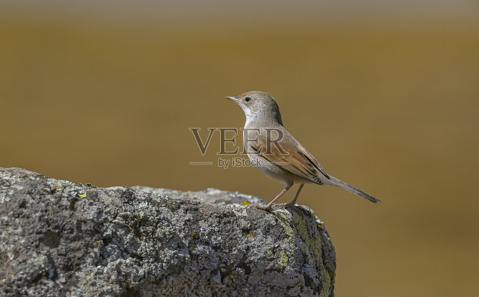 眼镜歌鸲 (Sylvia conspicillata)照片摄影图片